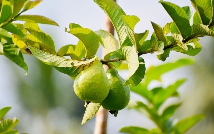 Uống nước lá ổi thay thuốc, người đàn ông Hà Nội có đường huyết tăng gấp đôi